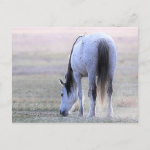 Onaqui Wild Horses Briefkaart