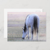 Onaqui Wild Horses Briefkaart (Voorkant / Achterkant)
