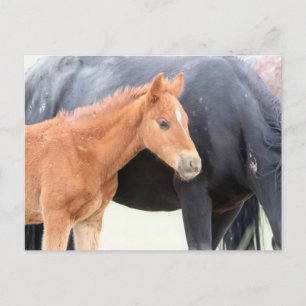 Onaqui Wild Horses Briefkaart