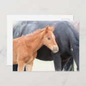 Onaqui Wild Horses Briefkaart (Voorkant / Achterkant)