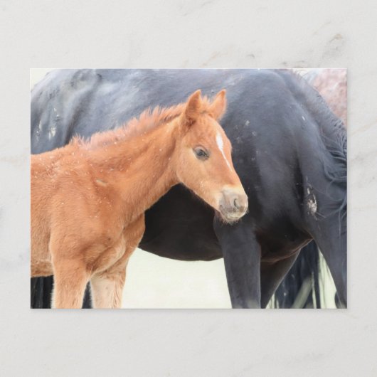 Onaqui Wild Horses Briefkaart (Voorkant)