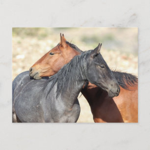 Onaqui Wild Horses Briefkaart