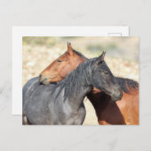 Onaqui Wild Horses Briefkaart (Voorkant / Achterkant)