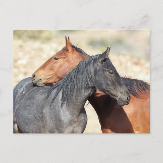 Onaqui Wild Horses Briefkaart (Voorkant)