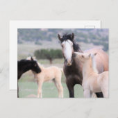 Onaqui Wild Horses Briefkaart (Voorkant / Achterkant)