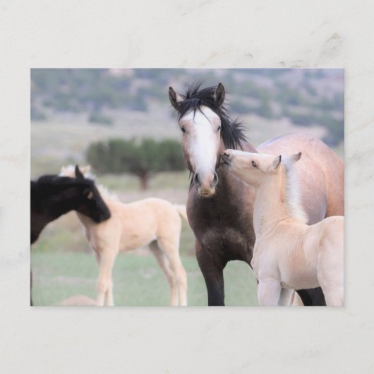 Onaqui Wild Horses Briefkaart (Voorkant)