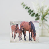 Onaqui Wild Horses Briefkaart (Staand voorkant)