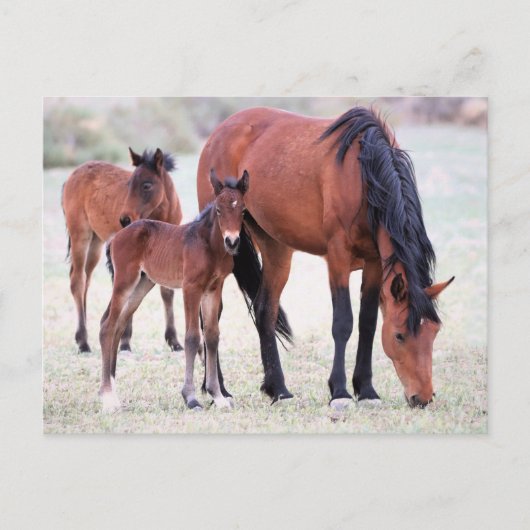 Onaqui Wild Horses Briefkaart (Voorkant)