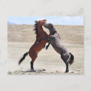 Onaqui Wild Horses Briefkaart