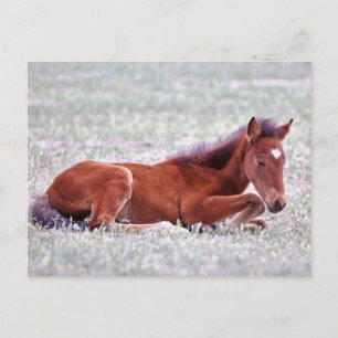 Onaqui Wild Horses Briefkaart