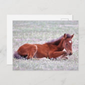 Onaqui Wild Horses Briefkaart (Voorkant / Achterkant)