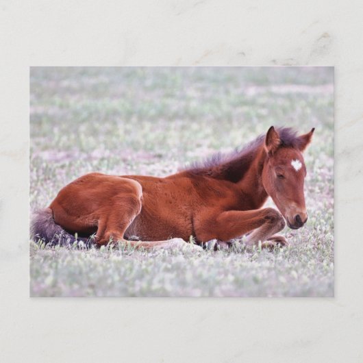 Onaqui Wild Horses Briefkaart (Voorkant)