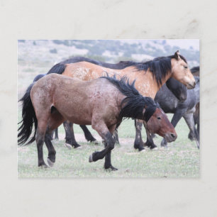 Onaqui Wild Horses Briefkaart