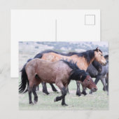 Onaqui Wild Horses Briefkaart (Voorkant / Achterkant)