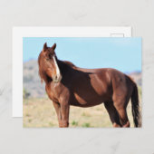 Onaqui Wild Horses Briefkaart (Voorkant / Achterkant)