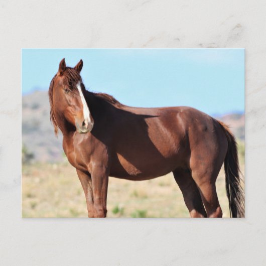Onaqui Wild Horses Briefkaart (Voorkant)