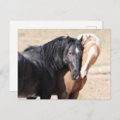 Onaqui Wild Horses Briefkaart (Voorkant / Achterkant)