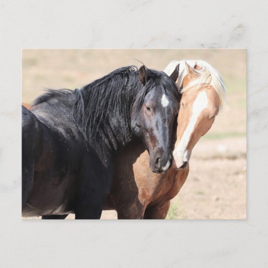 Onaqui Wild Horses Briefkaart (Voorkant)