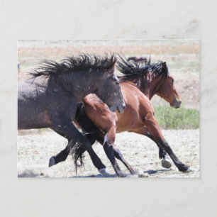 Onaqui Wild Horses Briefkaart