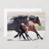 Onaqui Wild Horses Briefkaart (Voorkant / Achterkant)