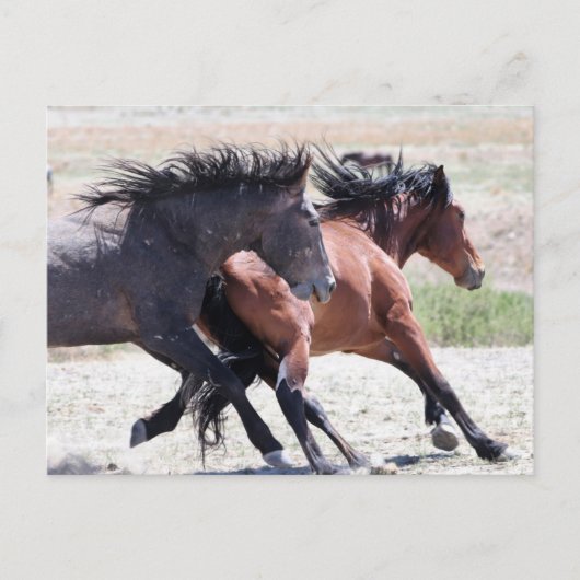 Onaqui Wild Horses Briefkaart (Voorkant)