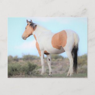 Onaqui Wild Horses Briefkaart