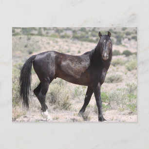 Onaqui Wild Horses Briefkaart