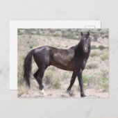 Onaqui Wild Horses Briefkaart (Voorkant / Achterkant)