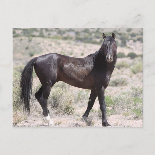 Onaqui Wild Horses Briefkaart (Voorkant)