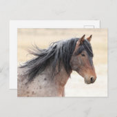 Onaqui Wild Horses Briefkaart (Voorkant / Achterkant)