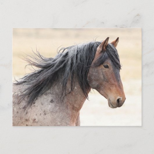 Onaqui Wild Horses Briefkaart (Voorkant)