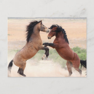Onaqui Wild Horses Briefkaart