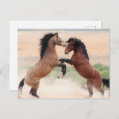 Onaqui Wild Horses Briefkaart (Voorkant / Achterkant)