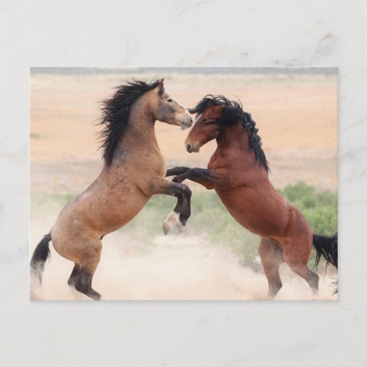 Onaqui Wild Horses Briefkaart (Voorkant)