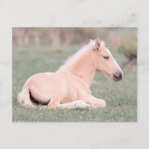 Onaqui Wild Horses  Briefkaart
