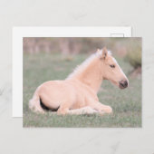 Onaqui Wild Horses  Briefkaart (Voorkant / Achterkant)