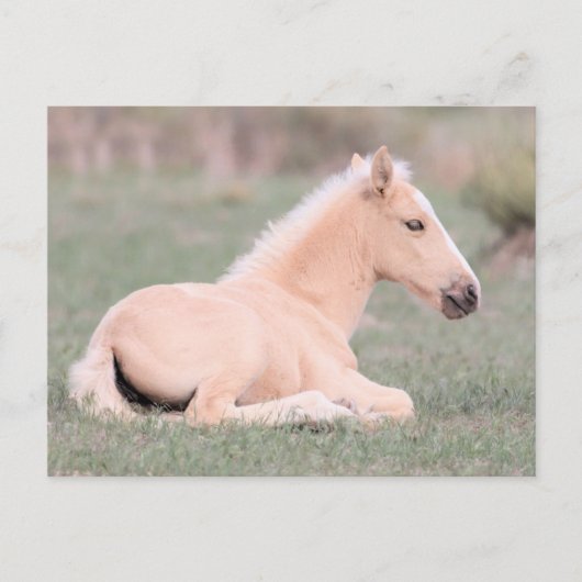 Onaqui Wild Horses  Briefkaart (Voorkant)