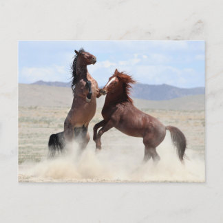 Onaqui Wild Horses Briefkaart