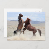 Onaqui Wild Horses Briefkaart (Voorkant / Achterkant)
