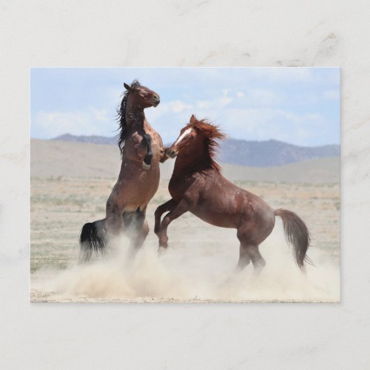 Onaqui Wild Horses Briefkaart (Voorkant)