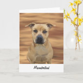 Onbegrepen Pit Bull Terrier Gevangenis Groet Kaart (Gele Bloem)