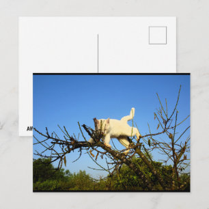Onbeholpen witte katje in amandelboom briefkaart