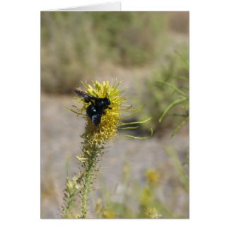 Onbekende bloem en insect, doodvallei