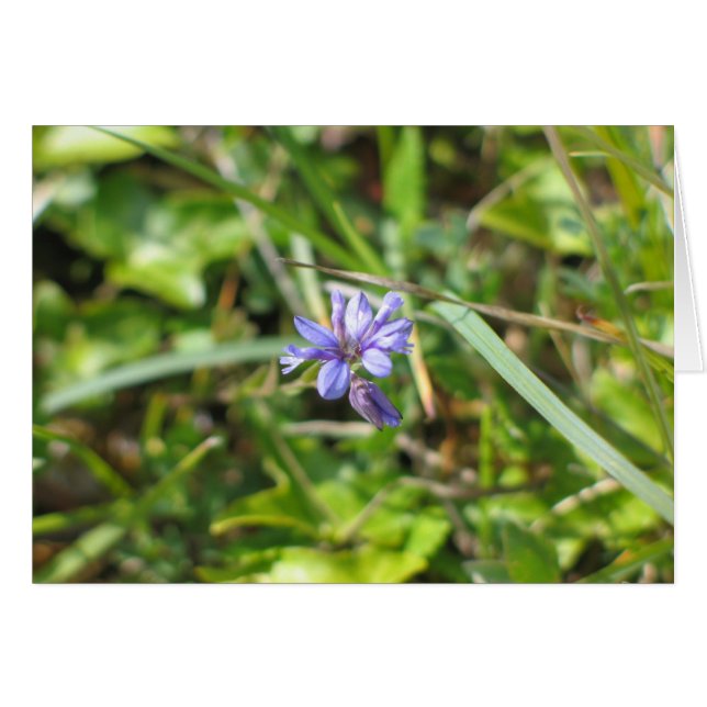 Onbekende bloem, The Burren, Ierland (Voorkant Horizontaal)