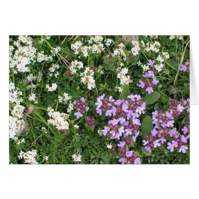 Onbekende bloemen (Voorkant Horizontaal)