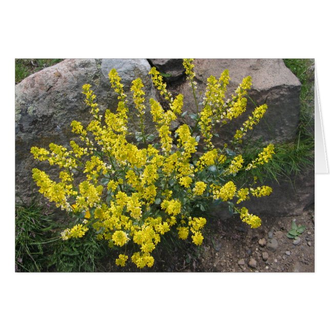 Onbekende bloemen, Alpe di Siusi, Italië (Voorkant Horizontaal)