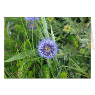 Onbekende bloemen, Cliffs of Moher, Ierland