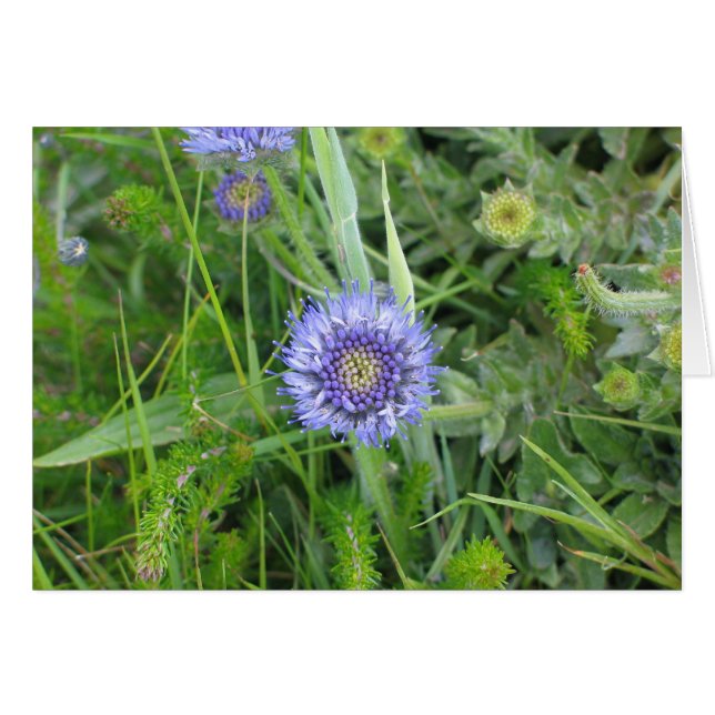 Onbekende bloemen, Cliffs of Moher, Ierland (Voorkant Horizontaal)