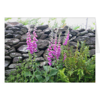 Onbekende bloemen, Dingle Peninsula, Ierland