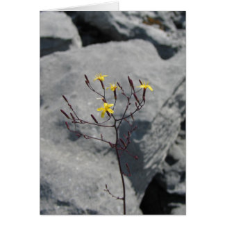 Onbekende bloemen in Burren, Ierland